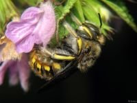 Anthidium punctatum