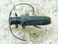 Cerambycidae