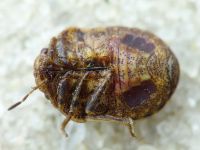 Psacasta (Cryptodontus) neglecta