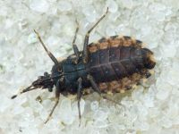 Aradus betulae