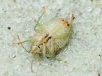 Elasmucha grisea