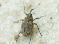 Mogulones raphani