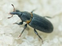 Mecinus collaris