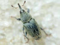 Sibinia (Sibinia) subelliptica