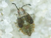 Heteroptera