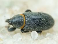 Mecinus collaris
