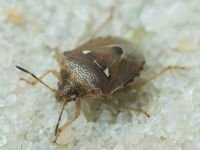 Stagonomus bipunctatus