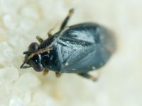 Chlamydatus pullus