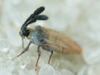 Copium teucrii