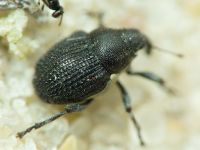 Zacladus geranii