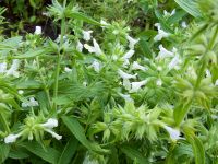 Stachys recta