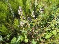 Phlomoides tuberosa