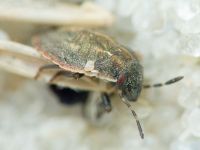 Pentatomidae
