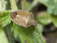 Peribalus (Peribalus) strictus