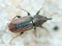 Tychius cuprifer