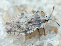 Tingis (Tingis) ampliata