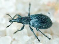Apionidae