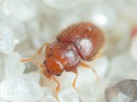 Mycetaea subterranea