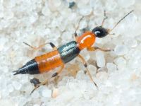 Staphylinidae
