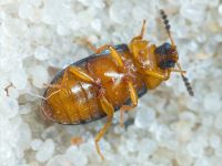 Tetratoma (Tetratoma) fungorum
