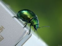 Chrysolina graminis