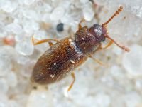 Cryptophilus integer
