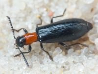 Tillus elongatus