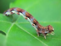 Erannis defoliaria