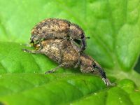 Hypera (Eririnomorphus) conmaculata