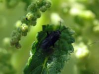 Plagiognathus arbustorum