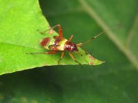 Closterotomus fulvomaculatus