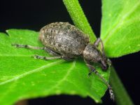 Liophloeus tessulatus