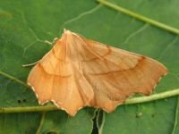Ennomos quercinaria