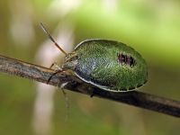 Piezodorus lituratus