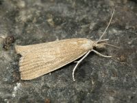 Crambidae