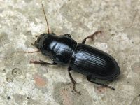 Acinopus