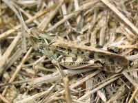 Dociostaurus maroccanus