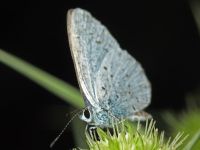 Celastrina argiolus