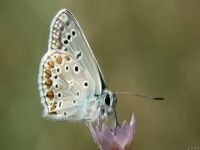 Polyommatus icarus