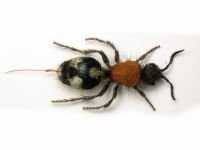 Dasylabris maura