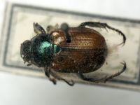 Phyllopertha horticola