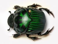 Oxysternon conspicillatum