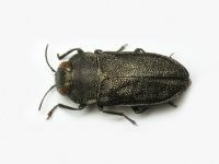 Anthaxia nigrojubata