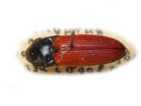 Ampedus (Ampedus) pomonae