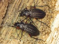 Carabus (Carabus) granulatus