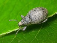 Attactagenus albinus