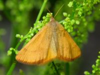 Lythria purpuraria