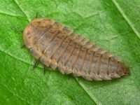 Silphidae