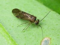 Psocoptera