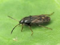 Megalonotus chiragra